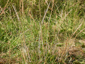 PerennialRyegrass